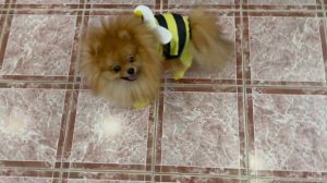 Покупаю одежду моему шпицу / Dog shopping ?