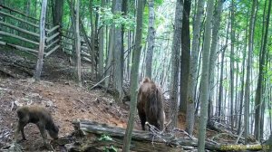 НП "Угра" фотоловушка зубры 2.