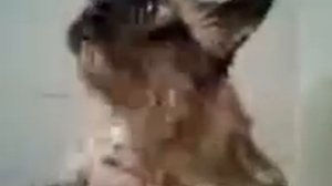 Кота моют- он возмущается!