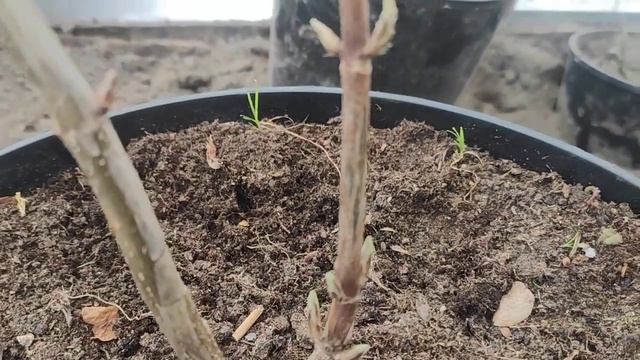 Обрезка древовидной гортензии Кандибелле БАБЛГАМ (второгодка) смотреть онлайн