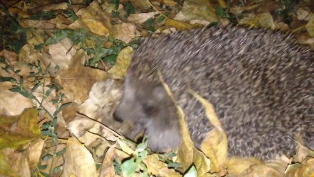 Ежик на Виноградаре смотреть онлайн