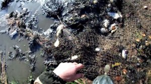 Караси,рыбалка бреднем по лужайкам.