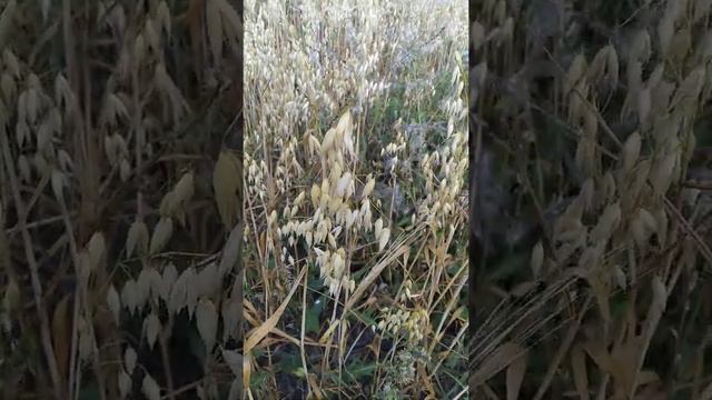 поле овса смотреть онлайн