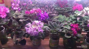 Оборудование моего стеллажа с фиалками. Фитолампы Uniel