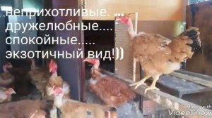 Мясо-яичная порода кур Голошейки. Отличительные особенности.