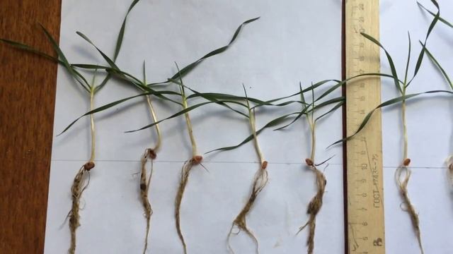 Сравнение протравителей Редиго ПРО и Оплот Трио смотреть онлайн