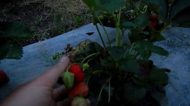 Клубника Искья.  Сладкая и транспортабельная ягода.
