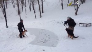 Дрессировка обучение и коррекция немецкая овчарка