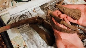 Георгины весной. Как разделить георгины весной? Когда и как проращивать клубни георгинов?