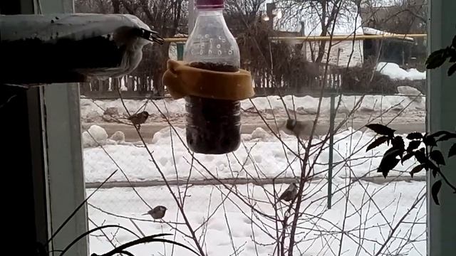 Кормлю синичек (зима 2019), кормушка для синичек смотреть онлайн