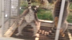 Танцующий лемур