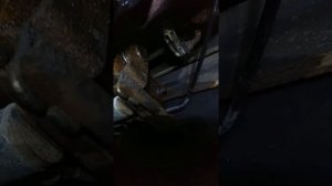 Упал задок в ксантии