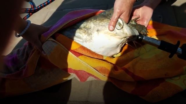 Семья Заметила в Воде Странную Рыбу: Что-то Невероятное Торчит из Ее Пасти смотреть онлайн