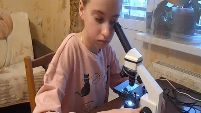 Рассматривание плесневого гриба мукора под цифровым микроскопом