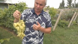 Виноград Велюр,Бананас,Рэмбо,Талдун
