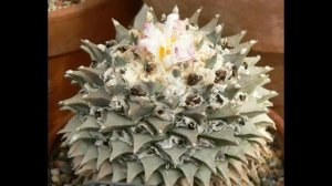 Ариокарпус притупленный - кактус из рода Ариокарпус (Ariocarpus retusus)