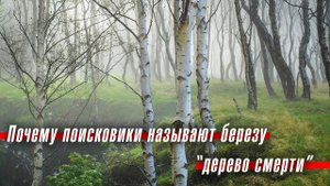 Почему поисковики называют березу "деревом смерти"
