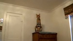 бенгальская кошка атакует