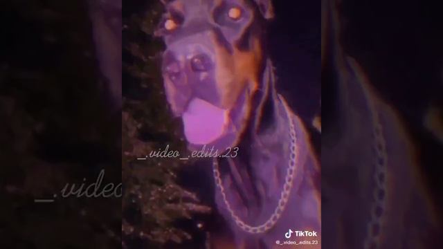 Doberman video de tik tok (short)