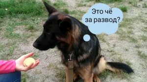 В какой руке? Собака ест печенье #собака #овчарка #пёс #животные #смешныевидео #щенки