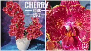 Phal. Cherry Bomb ES-2 🍒💣 Очередное цветение орхидеи бабочки Черри Бомб ЕС-2 | Красный фаленопсис