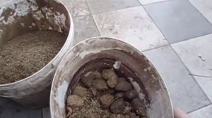 Дендробена  на конском навозе.Готовим навоз для малька.