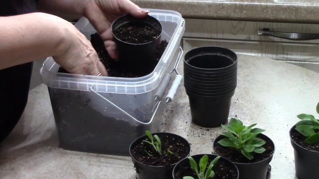 Сажаю, черенкую..mp4 смотреть онлайн