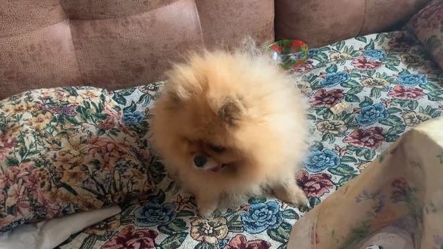 МАСКА для ЛИЦА из ФИКС ПРАЙС  - МОЙ ОТЗЫВ✅ ЦЫПЛЯТА ПРИБАВЛЯЮТСЯ? ЦВЕТЫ ПО 100 РУБЛЕЙ? ДЕРЕВНЯ-ВЛОГ