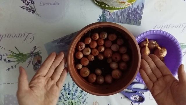 Лук шалот(семейный) на зелень в горшочках.