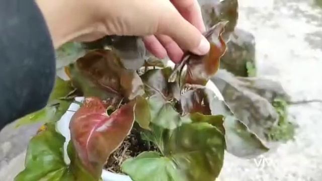 Maria Allusion Bronze ( Singonium Podophylum) Indonesia @ +6289.690.896.210 Alamendah Bandung. смотреть онлайн