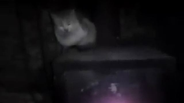 несгораемая кошка...no comment смотреть онлайн