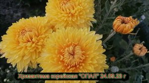 №70 Хризантема корейская ОПАЛ 24 09 23 г