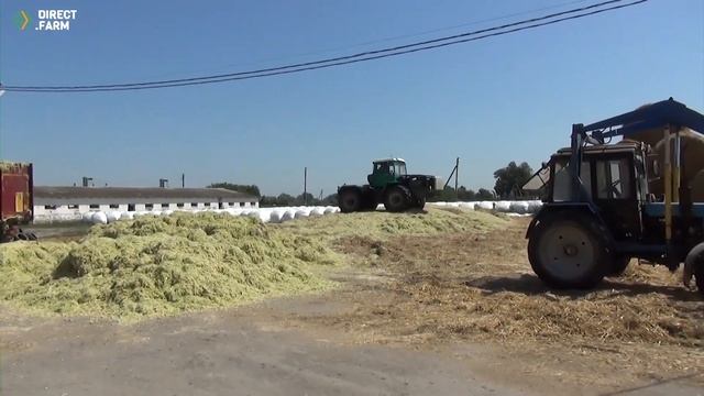 Эксперимент. Заготавливаем отходы производства сахарной кукурузы "Бондюэль" на корм скоту