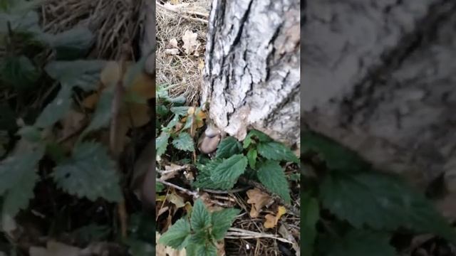 пробуем садить живую Изгородь.