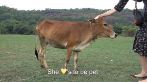 Индийская корова Вечур