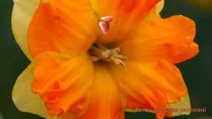 Нарцисс обыкновенный Тиритомба (narcissus nartsiss) ? обзор: как сажать, луковицы нарциссы Тиритомб