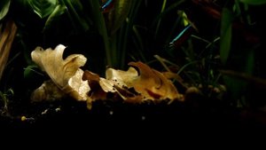 Дубовые листья в аквариуме. Реакция креветок.