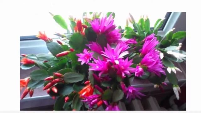 Рипсалидопсис: выращивание популярного лесного кактуса. смотреть онлайн