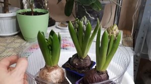 ГИАЦИНТ в горшке! Что делать после покупки?