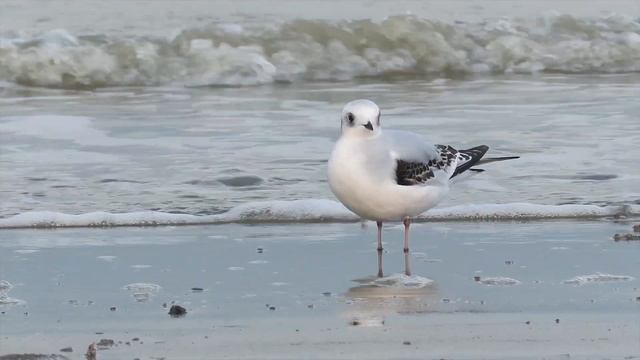 Close encounter with a Ross's Gull - Rhodostethia rosea / Leffrinckoucke - France / Dec 8, 2021 смотреть онлайн