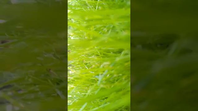 Опять ДК ВГС толька мы уже босиком смотреть онлайн