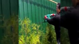 Стрижка живой изгороди