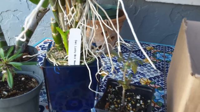 2019 Tampa Orchid haul and gifts from Todd смотреть онлайн