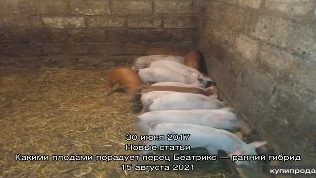 Основные правила свиноводства для начинающих смотреть онлайн