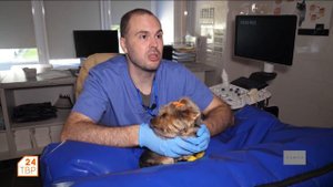 Чипирование и регистрация собак | Элита