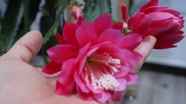 Эпифиллум зацветает. 16.04.2020