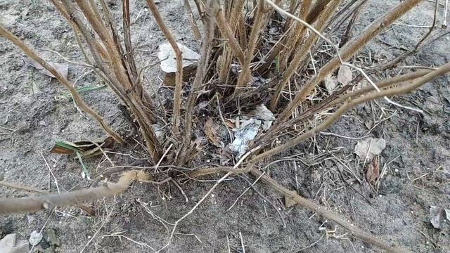 Весенняя обрезка ЖЕЛТОЙ МАЛИНЫ НЕ ремонтантной