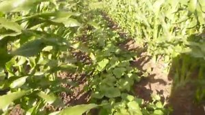 Как выращивать огурцы в сухую жаркую погоду