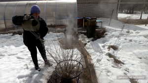 Хозяйство Воронова | Сад | Кусты смороды. Обработка кипятком от вредителей в марте-апреле