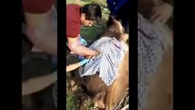 руменотомия видео смотреть онлайн